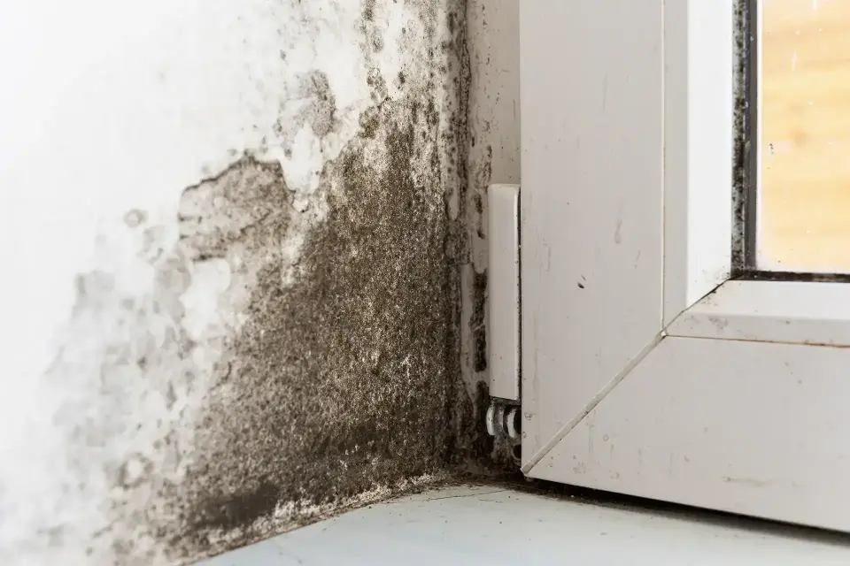 About Right-Nex Restoration LLC — Tempe, AZ